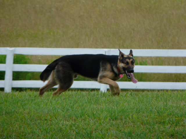 big tongue in little washington