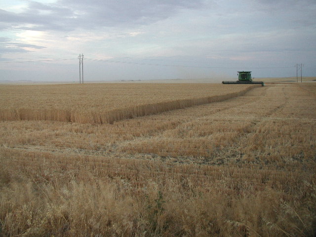 cutting the wheat