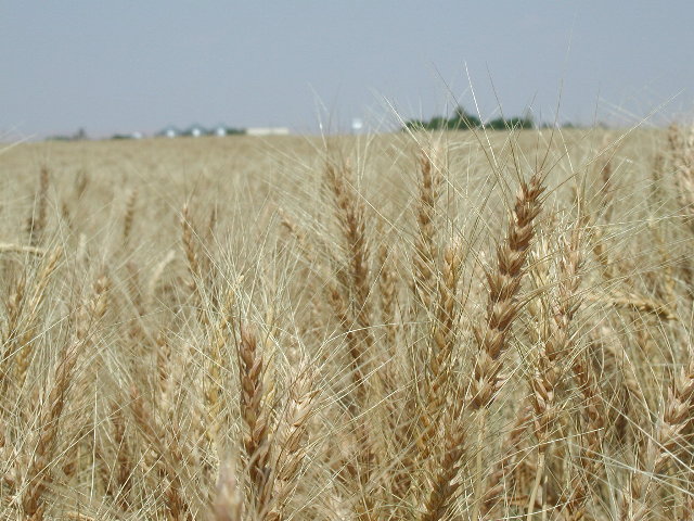 winter wheat