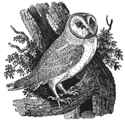 Bewick owl