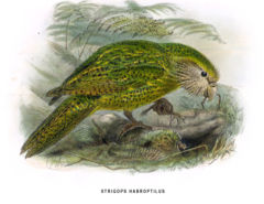 Kakapo