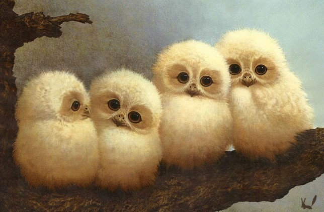 babyowls