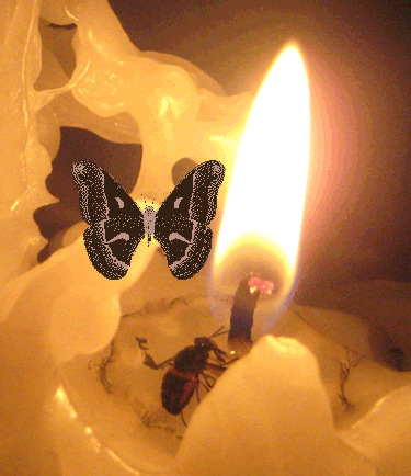 moth2.gif