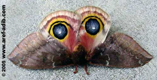 moth owl