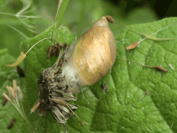 zombie snails gif